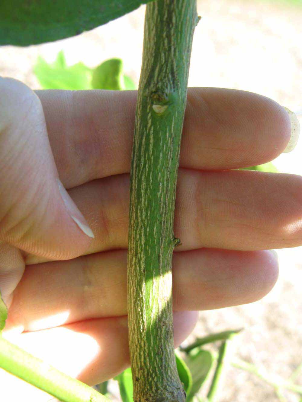              Second - third year twig (Winter Haven, FL)       